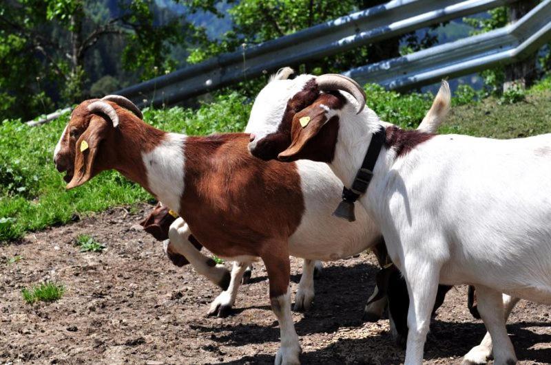 Pferdehof Oberegg Daire Werfenweng Dış mekan fotoğraf
