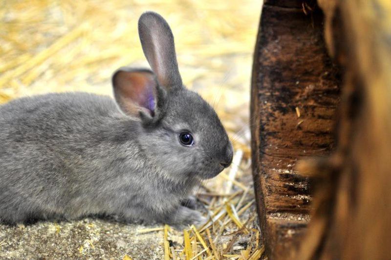 Pferdehof Oberegg Daire Werfenweng Dış mekan fotoğraf