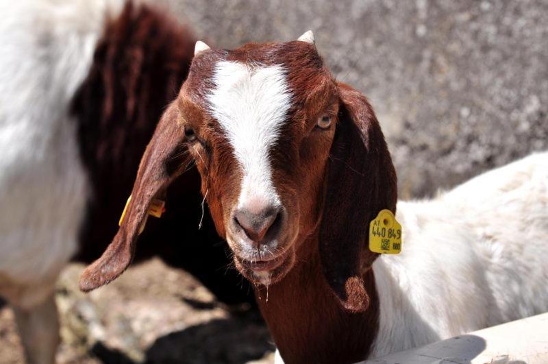 Pferdehof Oberegg Daire Werfenweng Dış mekan fotoğraf